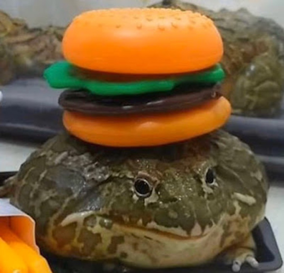 Meet your Posher, Sam - Picture 1 of 1